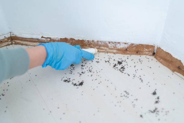 Best Pest Control for Homes  in Elfers, FL
