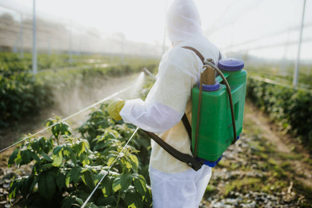 Best Bed Bug Extermination  in Elfers, FL